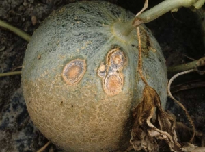 A few large oval, depressed spots are visible on this melon.  They are covered with black dots and salmon-pink gelatinous masses (acervuli).  <b> <i> Colletotrichum orbiculare </i> </b> (anthracnose)