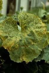 Subsequently, the lesions expand to give rust-colored necrotic spots.  <b> Melon screen virus </b> (<i> Melon necrotic spot virus </i>, MNSV)