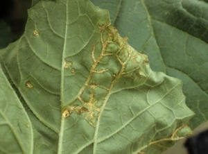 Sometimes the lesions extend and extend along the veins.  <b> Melon screen virus </b> (<i> Melon necrotic spot virus </i>, MNSV)