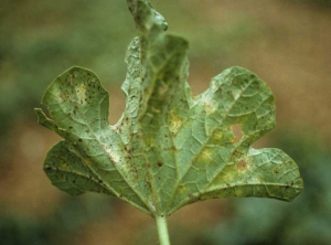 Under the leaves with yellow spots, there is a discreet white down at their location.  <i> <b> Podosphaera xanthii </b> </i> or <i> <b> Golovinomyces cichoracearum </b> </i> (powdery mildew)