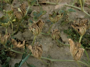 All of the leaves of this melon plant are completely dried out, remaining erect and rolled up on the plant.  <b> <i> Pseudoperonodpora cubensis </i> </b> (downy mildew)