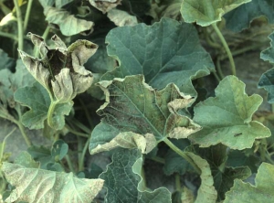 Almost all of the tissues located between the veins of this melon leaf turn brown by gradually necrosis.  <b> physiological grill </b>