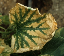 The inter-vein tissues of this melon leaf show widespread drying out.  <b> Crown blight </b>