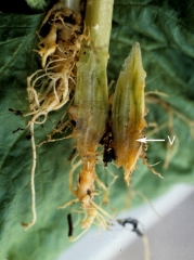 In addition to the roots, the vessels (V) located at the level of the pivot and just above sometimes show more or less marked browning.  <b> Various oomycetes </b>