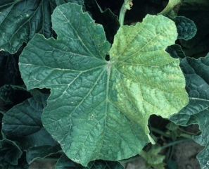 Thinning of the veins and chlorosis of one half of the leaf (unilaterally) are often the first visible symptoms.  <b> <i> Fusarium oxysporum </i> f.  sp.  <i>melonis</i> </b>