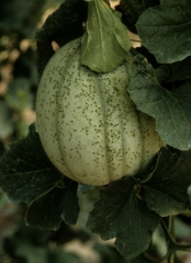 Melon fruit covered with numerous oily "spots".  <b> Intumescences </b>