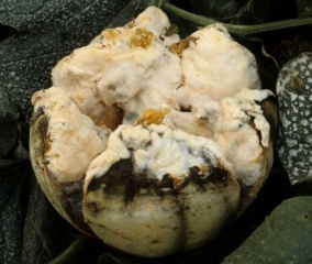 Melon burst at the level of his stylar scar;  the airborne flesh provides an excellent nutrient medium for the pink mold that has partially colonized it.  <b> <i> Fusarium </i> sp. </b>