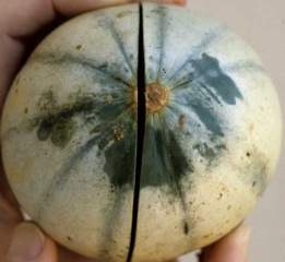 This melon has several irregular and oily areas on its surface.  <b> glazing </b>