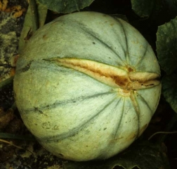 This melon fruit has burst at its apical or stylar end.  This gaping wound could allow many saprophytic fungi to contaminate the flesh.  <b> "Growth slits" </b>