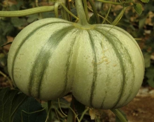 This melon fruit gives the impression that two Siamese fruits are side by side.  <b> Fruit fasciation </b>