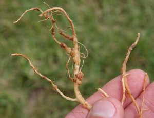 As you age, tumors grow in size, take on irregular shapes and turn brown.  The tissues may suberise on the surface and become more or less spongy.  <b> <i> Rhizobium radiobacter </i> </b> (<i> Agrobacterium tumefasciens </i>, bacterial tumor)