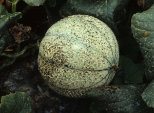 <b> Whiteflies </b> as well as <b> aphids </b> produce honeydew that is colonized by a dark green to blackish mold: <b> sooty mold </b>.