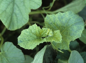 <b> <i>Cucumber mosaic virus</i>, CMV </b> on melon