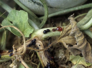 <b><i>Fusarium oxysporum</i> f. sp. <i>melonis</i></b> on melon