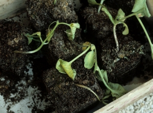 On these young melon plants affected by Fusarium wilt, their cotuledons and the first leaves are chlorotic and wilted.  A brown lesion develops at the base of their stem.  <b> <i> Fusarium oxysporum </i> f.  sp.  <i>melonis</i> </b>