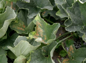 Interveinal yellowing, quickly becoming necrotic, is visible on several melon leaves.  <b> physiological grill </b>