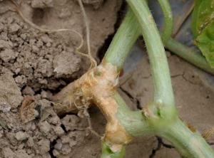 After being dark green and damp at first, the surface lesion dried out and took on a brownish tint.  <i> <b> Macrophomina phaseolina </b> </i>