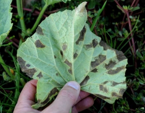 Large blackish lesions alter certain areas of the inter-vein tissue of this melon leaf.  <i> <b> Pseudoperonospora cubensis </b> </i> (downy mildew)