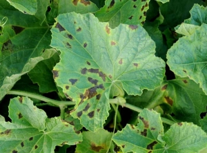 Brown to black greasy spots dot the blade of these melon leaves.  Often delimited by the veins, a more or less marked chlorotic halo borders them.  <b> <i> Pseudoperonospora cubensis </i> </b> (downy mildew)
