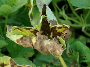 This leaf, affected by numerous spots of mildew, turned yellow, necrotic and curled.  <i> <b> Pseudoperonospora cubensis </b> </i> (downy mildew)