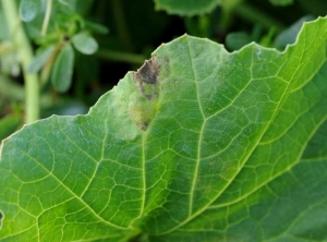 A large patch of mildly chlorotic late blight developed on the periphery of the leaf blade.  This begins to necrode.  <i> <b> Pseudoperonospora cubensis </b> </i> (downy mildew)
