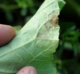 A purplish to blackish down, more or less inconspicuous, sometimes partially covers the spots of late blight on the underside of the blade.  <i> <b> Pseudoperonospora cubensis </b> </i> (downy mildew)