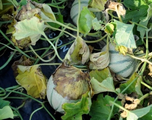 On this melon base, we can clearly see several chlorotic and withered leaves. <i> <b> Phomopsis sclerotioides </b> </i> (black root rot)