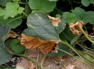 <i><b>Phomopsis sclerotioïdes</b></i> on melon