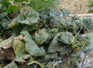 Appearance of a melon stalk having suffered a strong attack by <b> Aphids </b>.