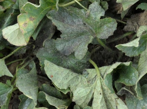 A blackish mold more or less partially covers these melon leaves.  Numerous white moults, exuviae also dot the limbus.  <b> Fumagine </b> (sooty mold)