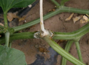 <i><b>Sclerotinia sclerotiorum</b></i> on melon