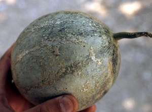 Lesions, more or less extensive areas, silvery and suberized, partially cover this melon fruit.  <b> <i> Frankliniella occidentalis </i> </b> (thrips)