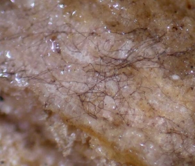 Appearance of the <i> <b> Macrophomina phaseolina </b> </i> mycelium sometimes extending over the altered tissues, observed with a binocular magnifying glass.