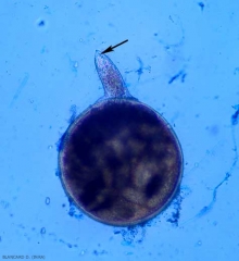 On this female extirpated from a gall, we can clearly see her stylet.  <b> <i> Meloidogyne </i> spp. </b> (root-knot nematodes)