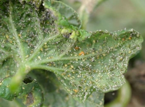 <b>Aphid damage</b> on melon 