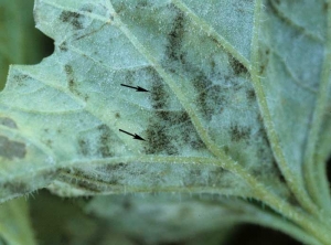 Sometimes the oidized leaves bear, in addition to the white down, tiny little black structures: the perithecia, organs of sexual reproduction of powdery mildews.  <i> <b> Podosphaera xanthii </b> </i> or <b> <i> Golovinomyces cichoracearum </i> </b> (powdery mildew)