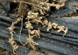 Root system of melon heavily infested by a root knot nematode.  <b> <i> Meloidogyne </i> sp.  </b>