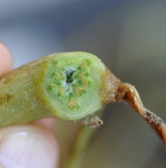 The whole of the vessels of this transversely cut branch are brown.  <b> <i> Verticillium dahliae </i> </b> (verticillium wilt)