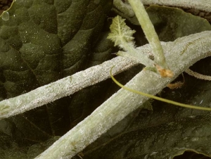 This branch is entirely covered by one of the fungi responsible for melon powdery mildew, which sporulates heavily on the latter.  <i> <b> Podosphaera xanthii </b> </i> or <i> <b> Golovinomyces cichoracearum </b> </i>