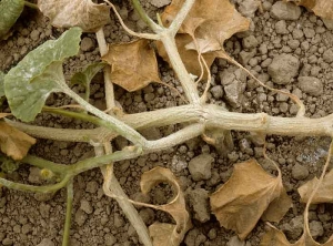 Following a severe attack of powdery mildew, some leaves became necrotic and withered;  the branches strongly colonized by the mycelium of the responsible fungus are superficially suberized.  <i> <b> Podosphaera xanthii </b> </i> </b> or <i> <b> Golovinomyces cichoracearum </b> </i>