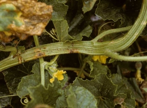 This melon foot has a flat, fluted stem.  <b> Stem fasciation </b>