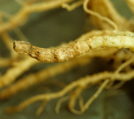 This root port is more or less tortuous and superficially suberized.  <i> <b> Pyrenochaeta lycopersici </b> </i> (corky roots)