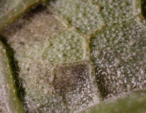 Under this leaf there are two types of sporulations not to be confused: a white one linked to the development of powdery mildew, the other dark mauve produced by <i> <b> Pseudoperonospora cubensis </b> </i> (downy mildew)