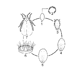 Aleurode_koppert_cycle