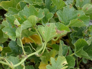 The leaves of this twig show brown nerotic spots while the stem and petioles show some longitudinal canker lesions.  <i> <b> Cladosporium cucumerinum </b> </i> (cladosporiosis)