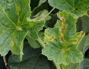 Irregular, brown and necrotic lesions on melon leaf.  <i> <b> Cladosporium cucumerinum </b> </i> (cladosporiosis)
