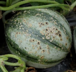 These numerous rather circular spots, greyish and suberized, are sometimes covered by a blackish mold.  <i> <b> Cladosporium cucumerinum </b> </i> (cladosporiosis)