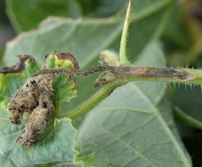 <i> <b> Cladosporium cucumerinum </b> </i> destroyed the end of this melon twig which also presents a canker, necrotic and longitudinal lesion, covered by a dark green to black mold.  (cladosporiosis)