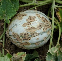 Many corky bursts, rather longitudinal, dot this melon.  <i> <b> Cladosporium cucumerinum </b> </i> (cladosporiosis)