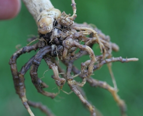 This root system is entirely altered by the combined action of a <i> <b> M.  cannonballus </b> </i> and <b> <i> Phomopsis sclerotioides </i> </b>.